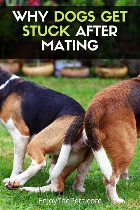 Why Dogs Get Stuck After Mating